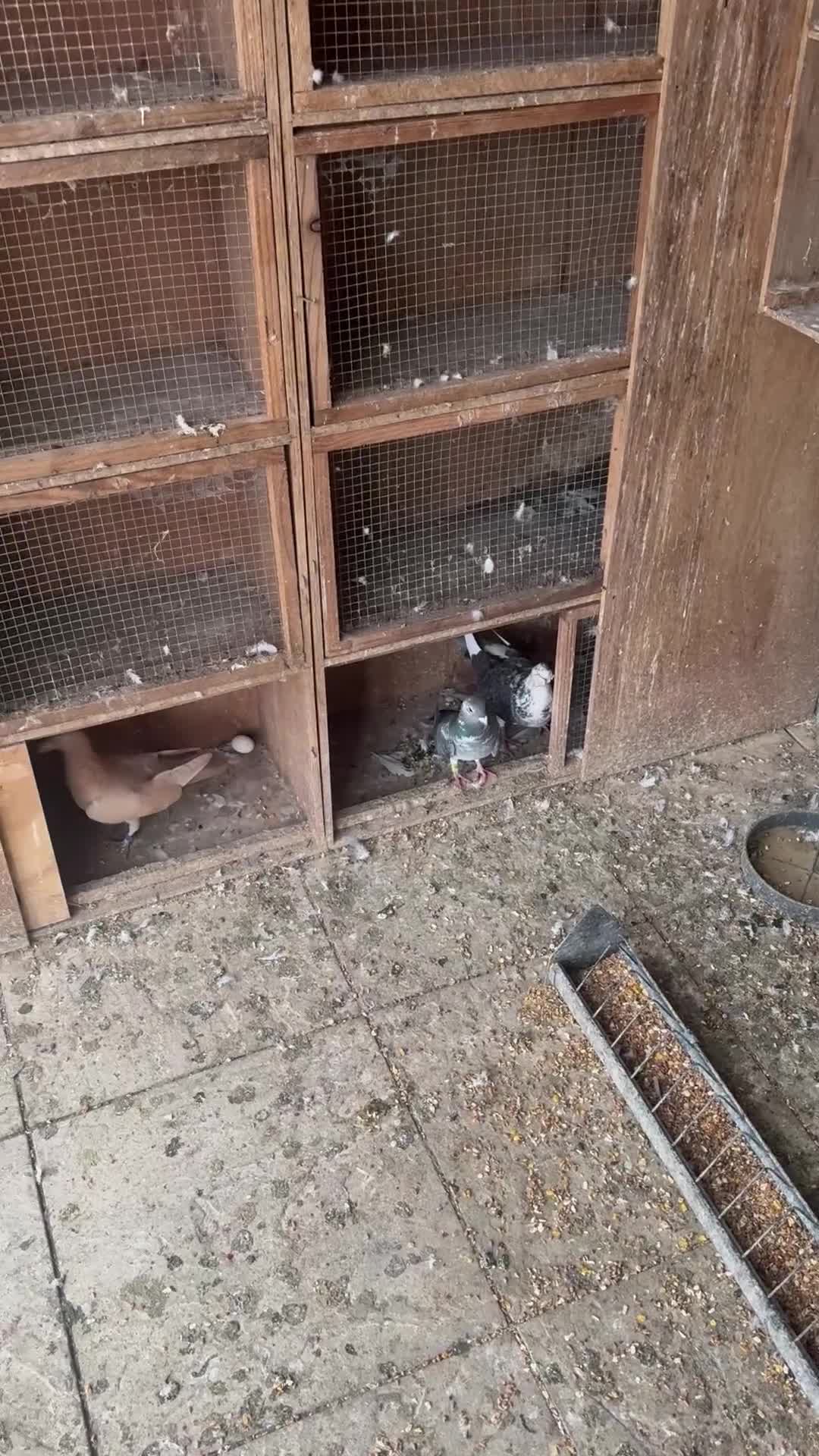 Pigeons birds for sale: Pigeons - Video 1