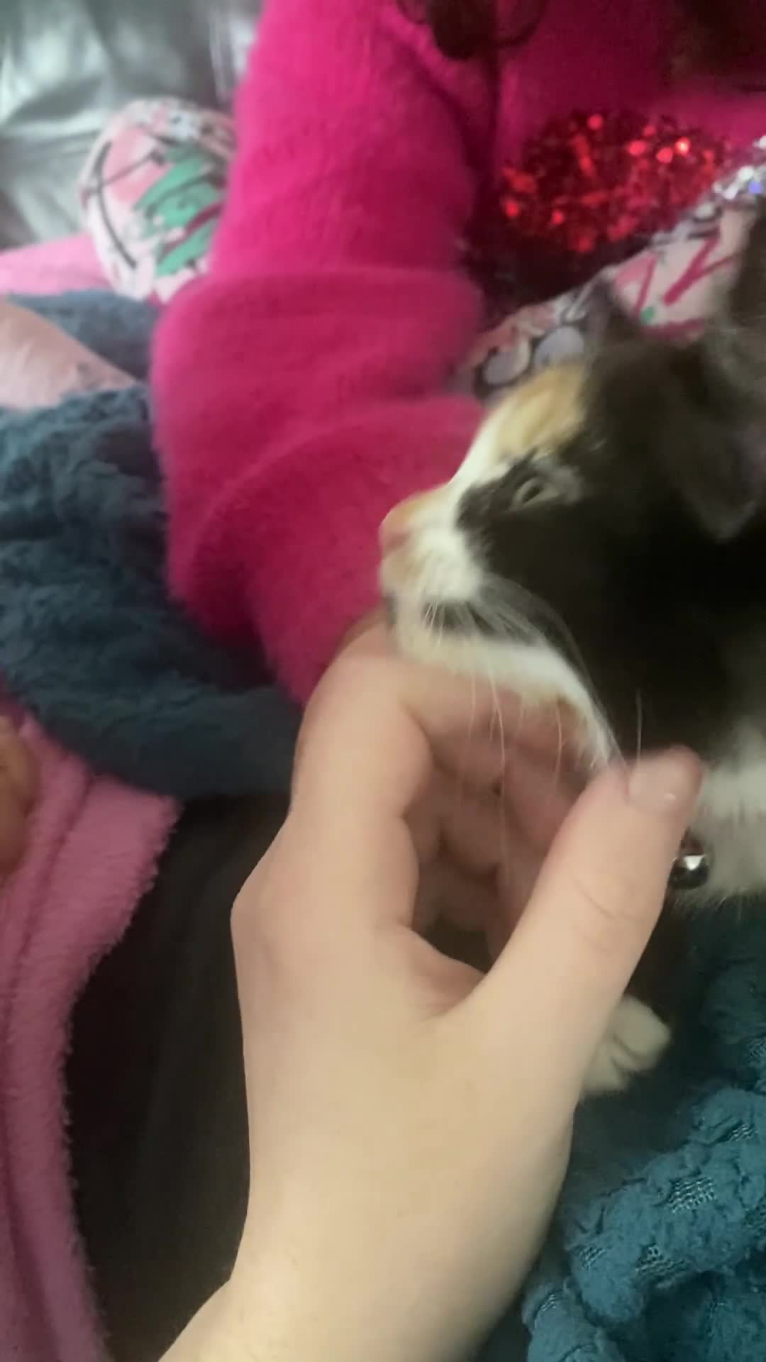 Mixed Breed cats for sale: Kitten and Accessories! - Video 1