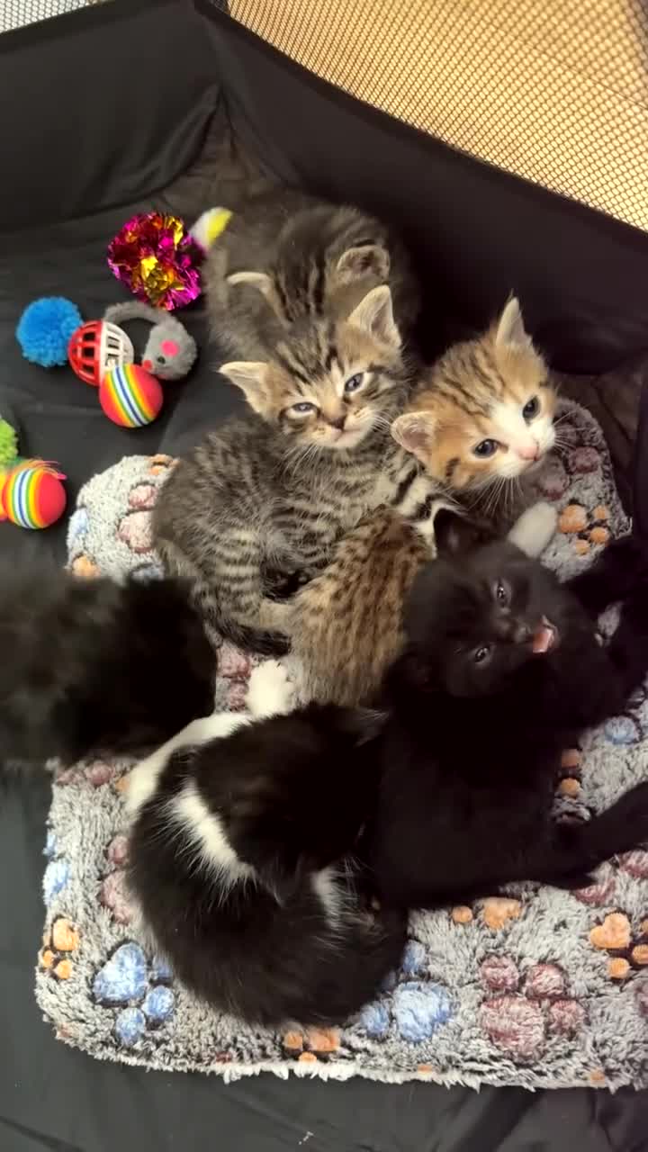 Persian cats for sale: Shorthair Doll face Persian X British longhair  - Video 1