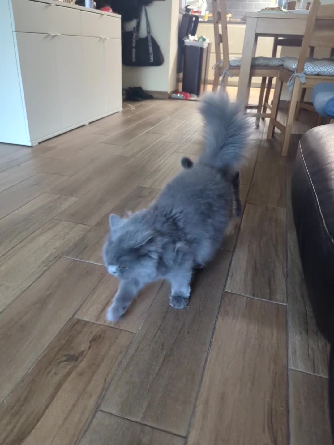 British Shorthair cats for sale: British Shorthair  - Video 3