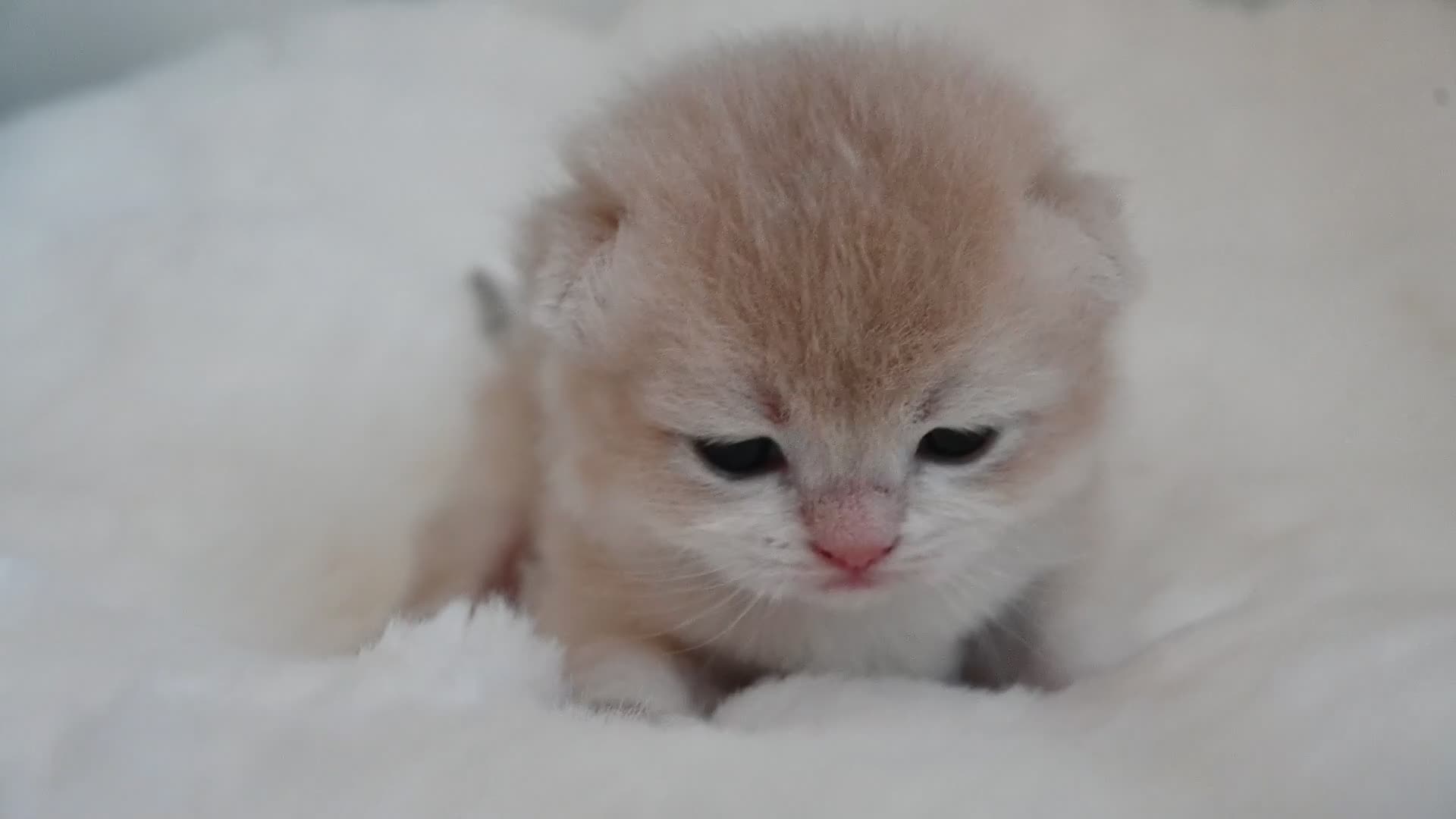 British Shorthair cats for sale: BSH Golden kittens Ecx show quality, Tica reg  - Video 2