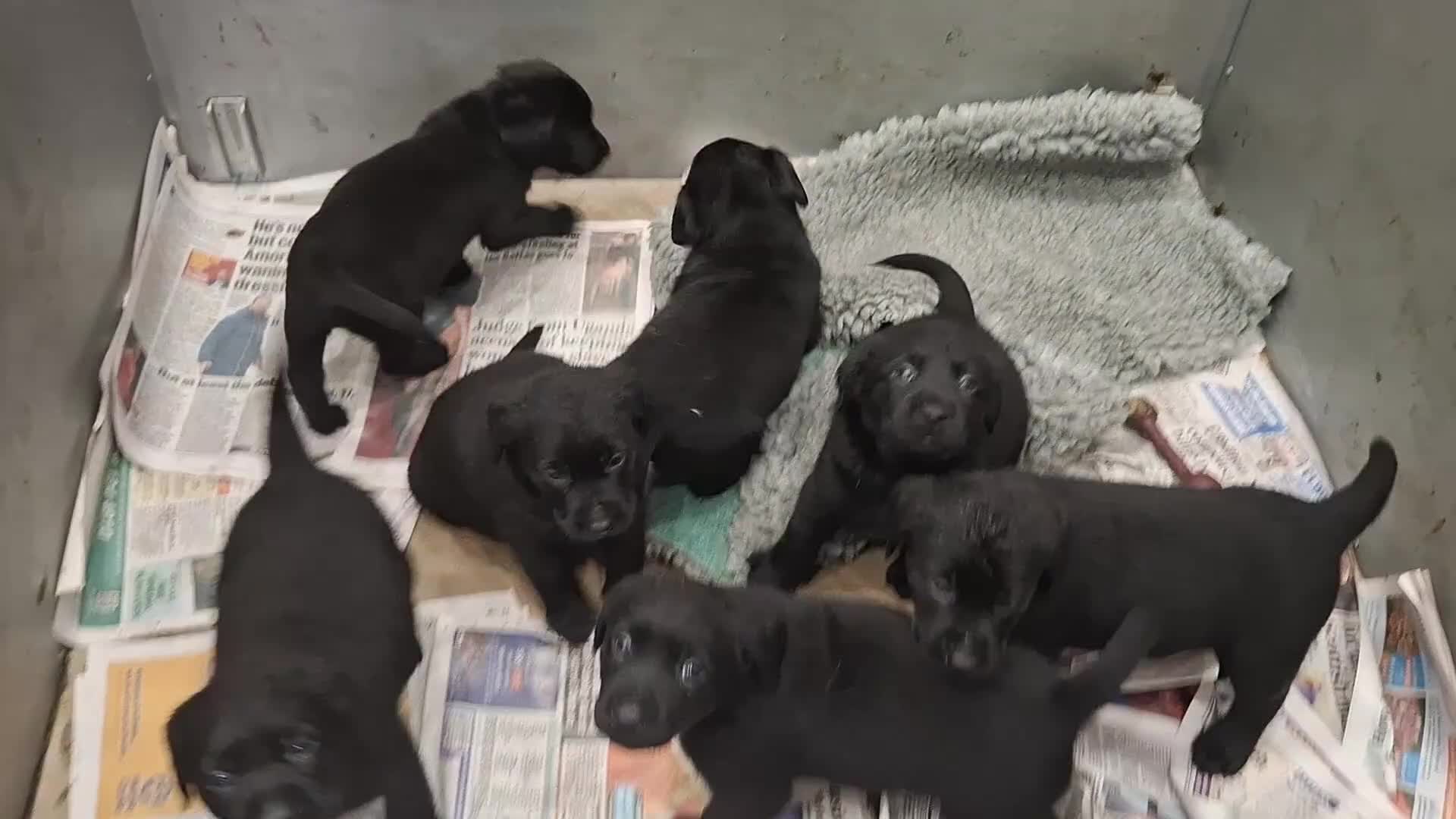 Labrador Retriever dogs for sale: KC Registered Health Tested Labrador puppies - Video 1