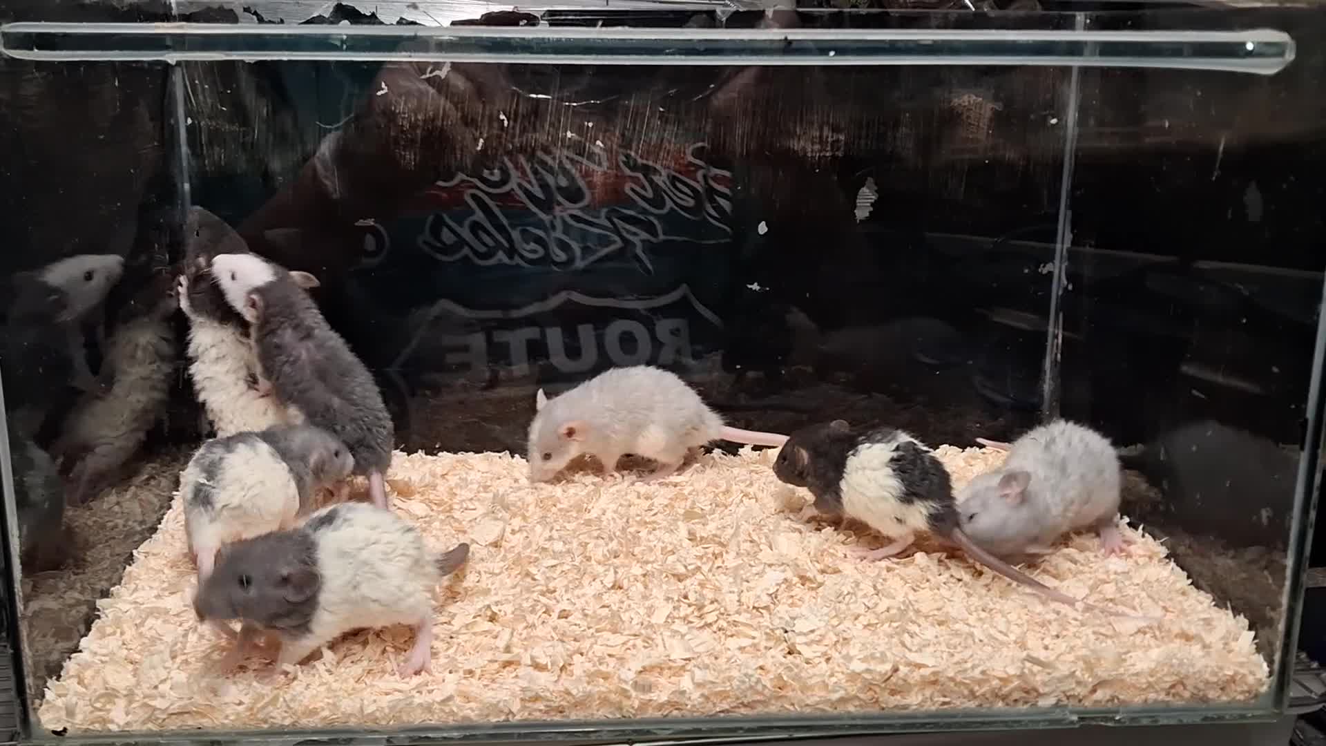 Rat rodents for sale: Baby Dumbo rats, natural, Rex , Nakeds - Video 5