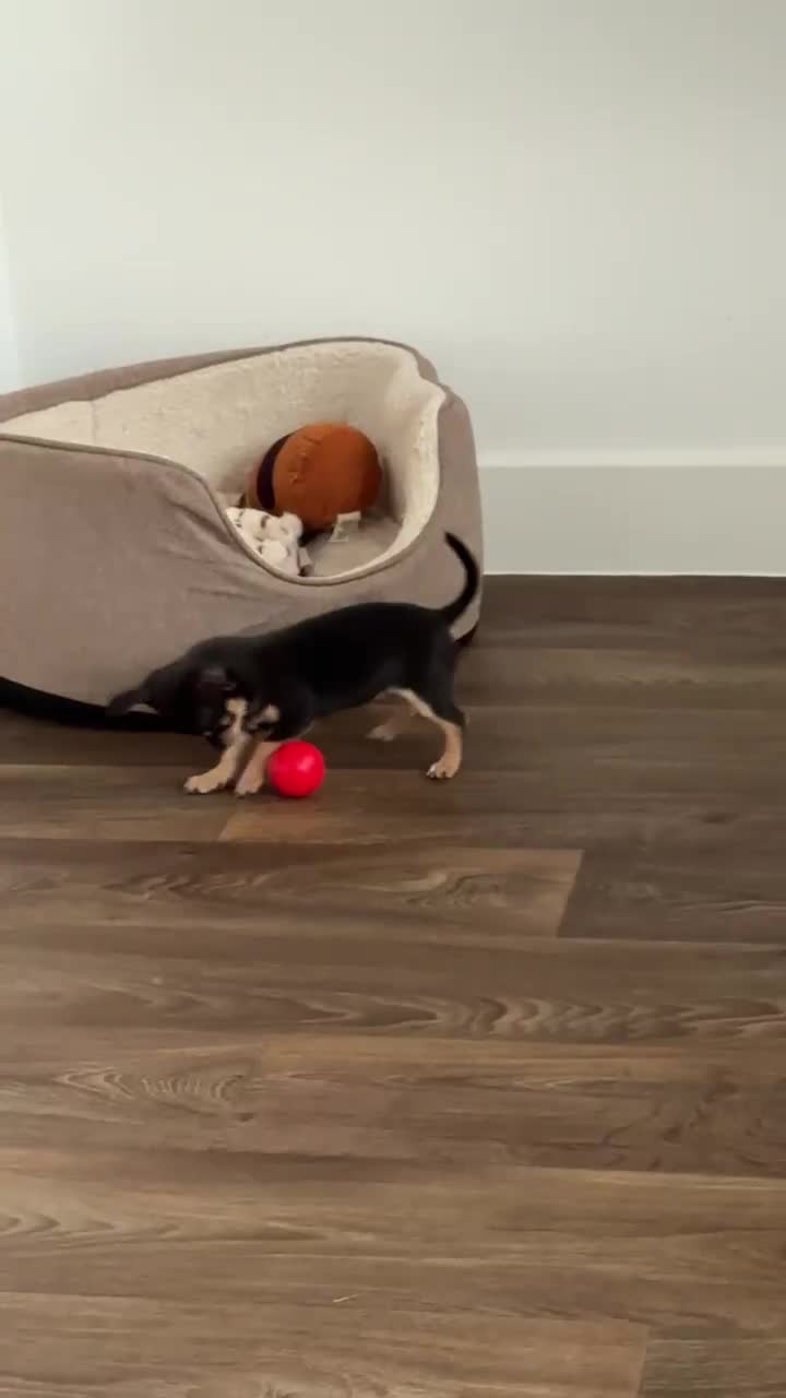 Chihuahua dogs for sale: 2 chihuahua puppies  - Video 2