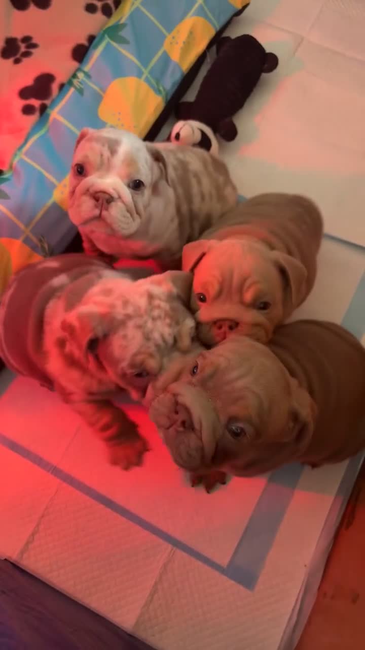 English Bulldog dogs for sale: 🐶🔥 English Bulldogs ready to go 🔥🐶 REDUCED!! - Video 3