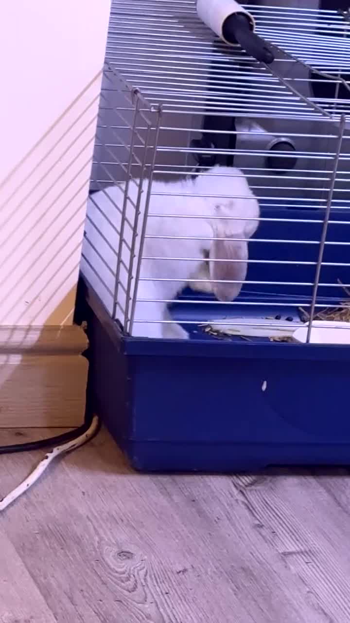 Mini Lop rabbits for sale: Mine lop - Video 2