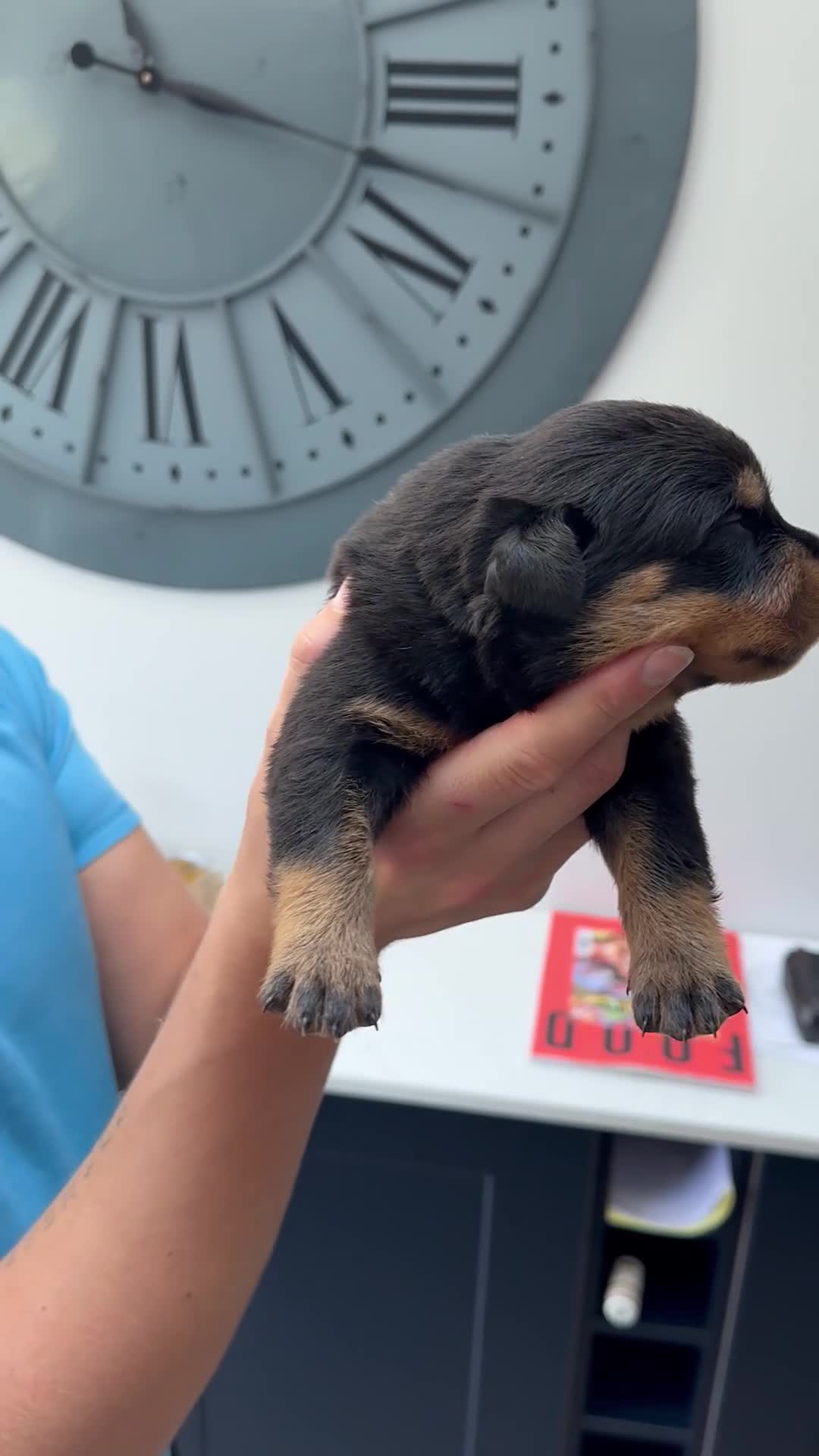 Rottweiler dogs for sale: Top quality KC Reg Rottweiler puppies  - Video 3
