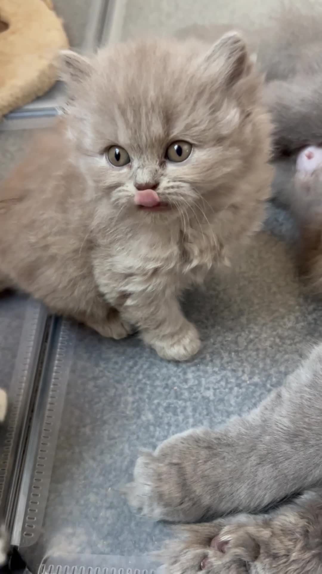 Scottish Fold cats for sale: Scottish fold kittens  - Video 1