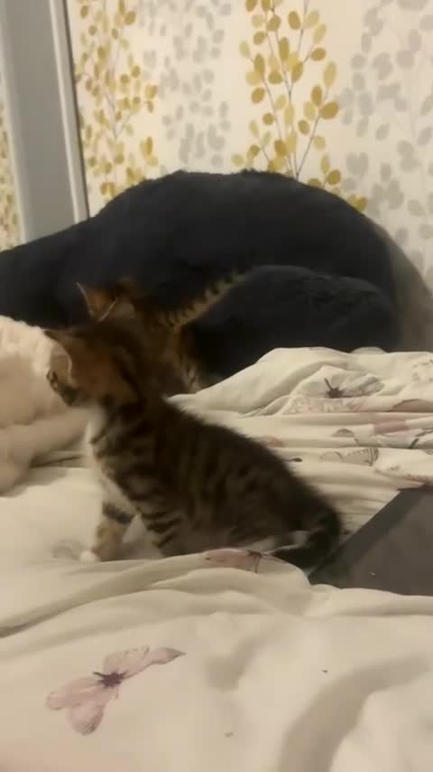 Bengal cats for sale: 🐾Stunning Bengal Kittens ready for Loving Homes🐾 - Video 1