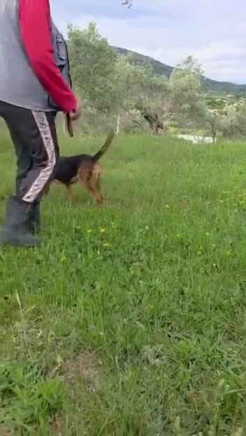 Mixed Breed dogs for adoption: LENA! - Video 1