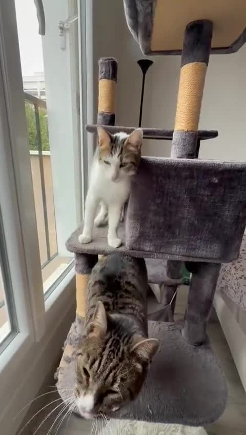 Mixed Breed cats for adoption: They Survived. Now They’re Ready to Be Loved - Video 1