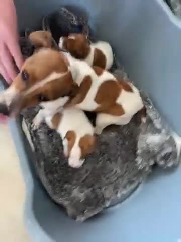 Jack Russell dogs for sale: Jack Russell puppies  - Video 1
