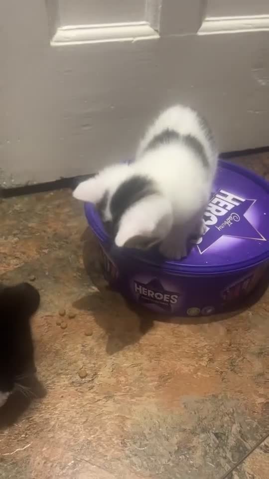 Domestic Shorthair cats for sale: Domestic Shorthair Kitten - Video 1