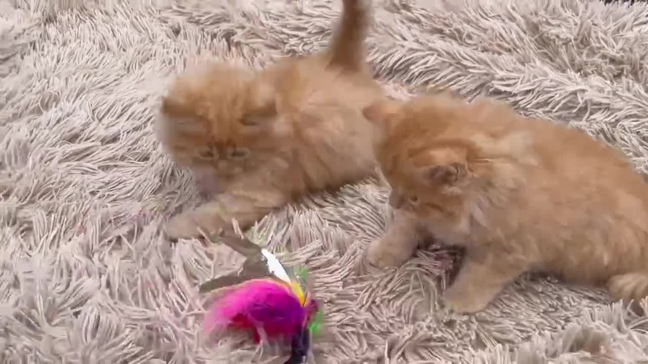 Mixed Breed cats for sale: 🎃 Cute Fluffy Kittens – Persian x BSH Mix - Video 1
