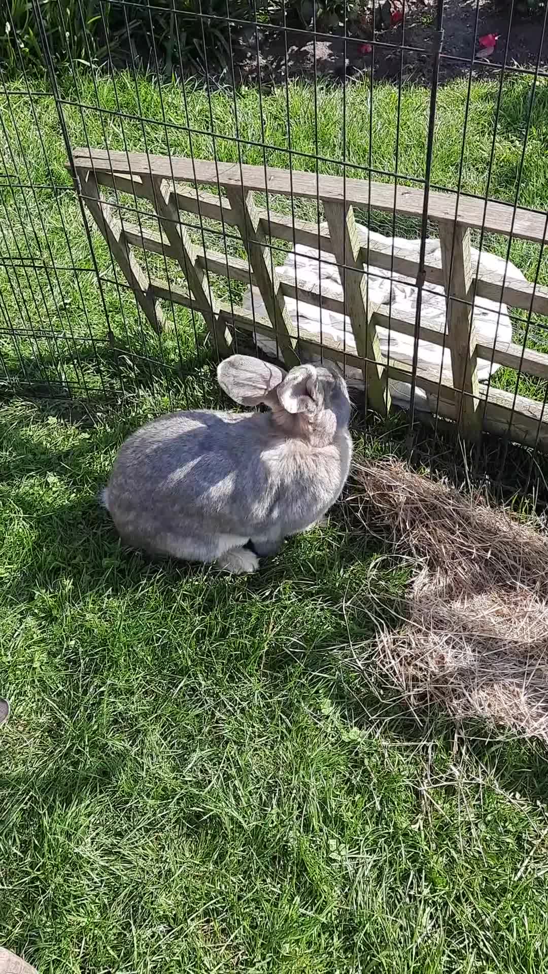 Continental Giant rabbits for sale: 8 Beautiful Pure Continental Giant Babies - Video 3
