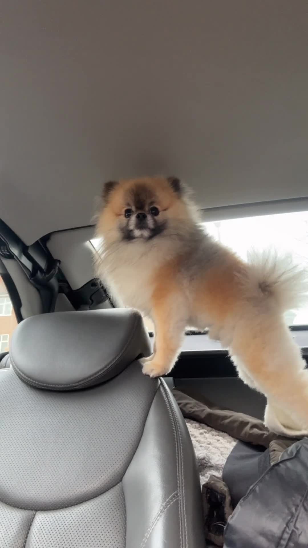 Pomeranian dogs for stud: Pedigree toy Pomeranian to stud  - Video 2