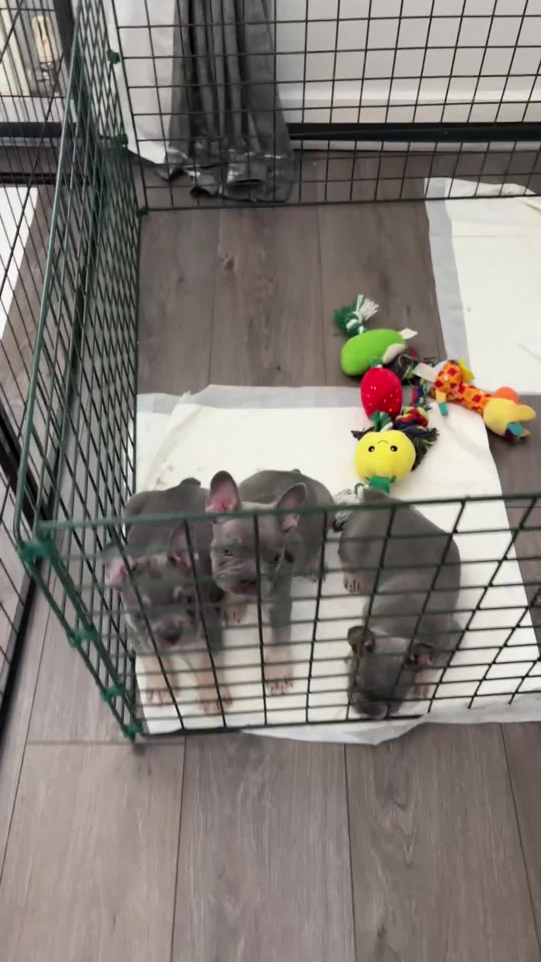 French Bulldog dogs for sale: French bulldog puppies  - Video 1