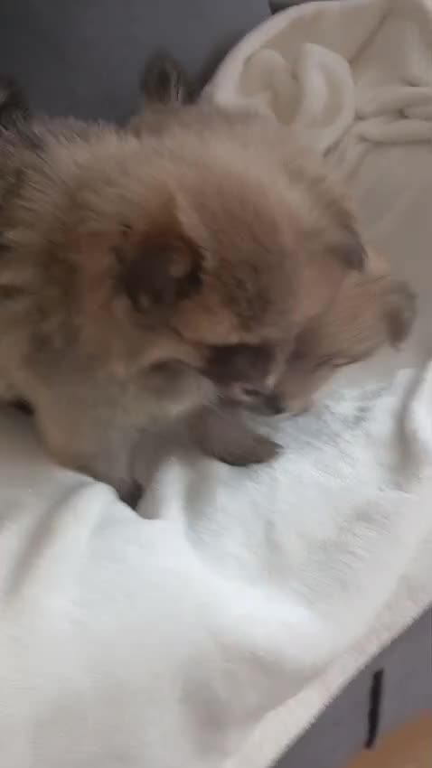 Pomeranian dogs for sale: Beautiful Pomeranian puppies 900 - Video 1