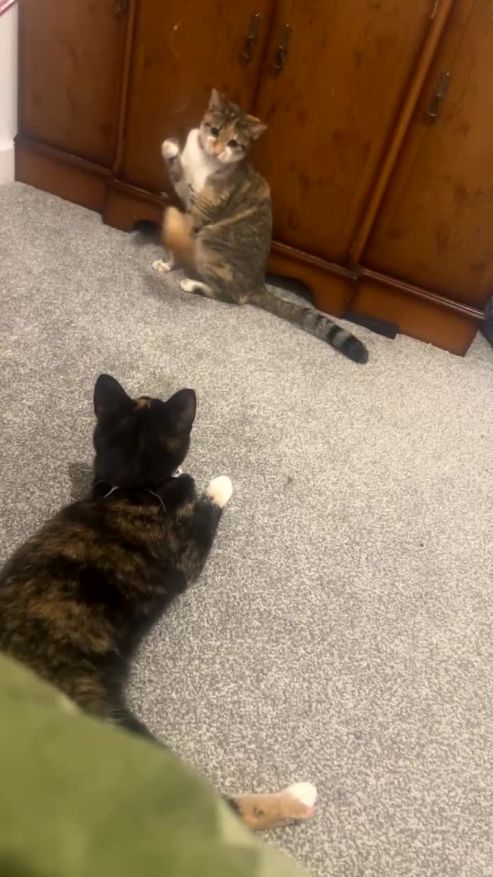 Mixed Breed cats for sale: 2 sisters for sale - Video 1