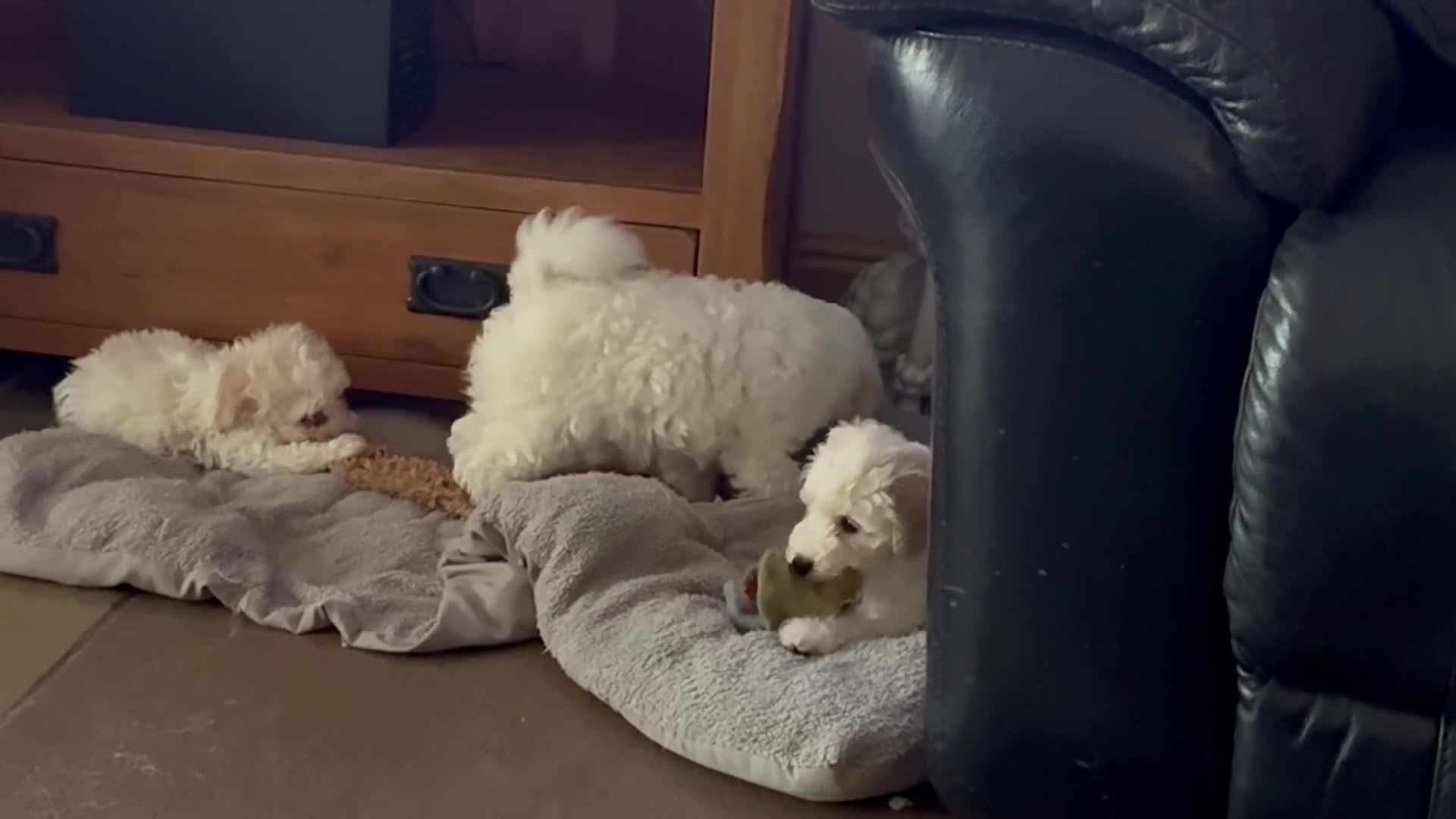 Toy Poodle dogs for sale: Stunning Toy Poodle Puppies - Video 4