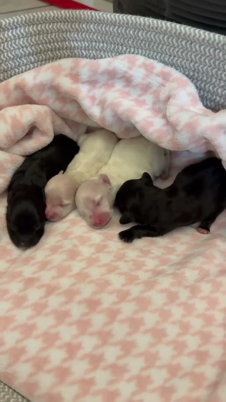 Maltipoo dogs for sale: Home raised Maltipoo puppies 2 boys, 3 girls in Chelmsford - Video 2