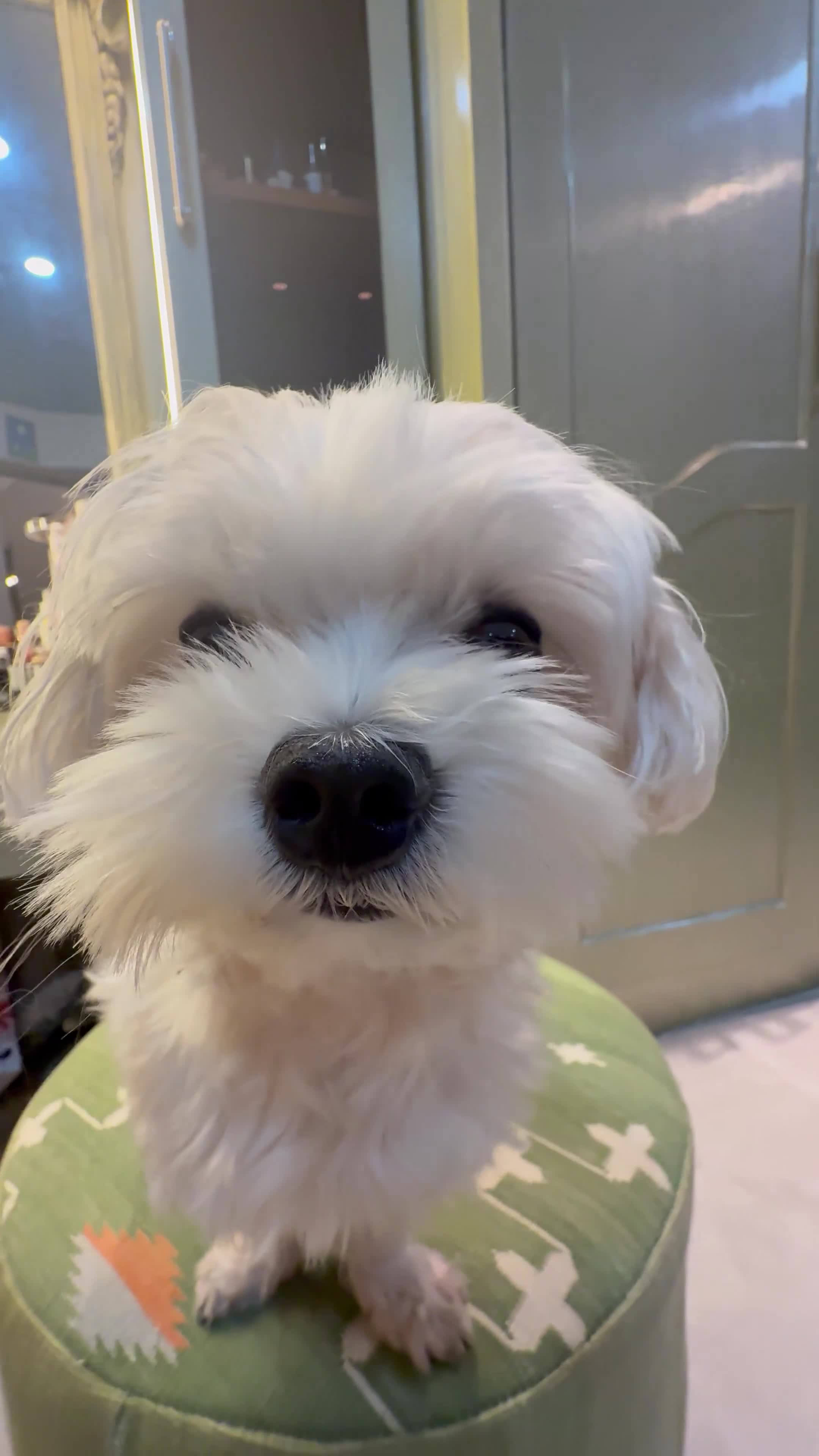 Maltese dogs for stud: Mini Maltese- full white  - Video 2