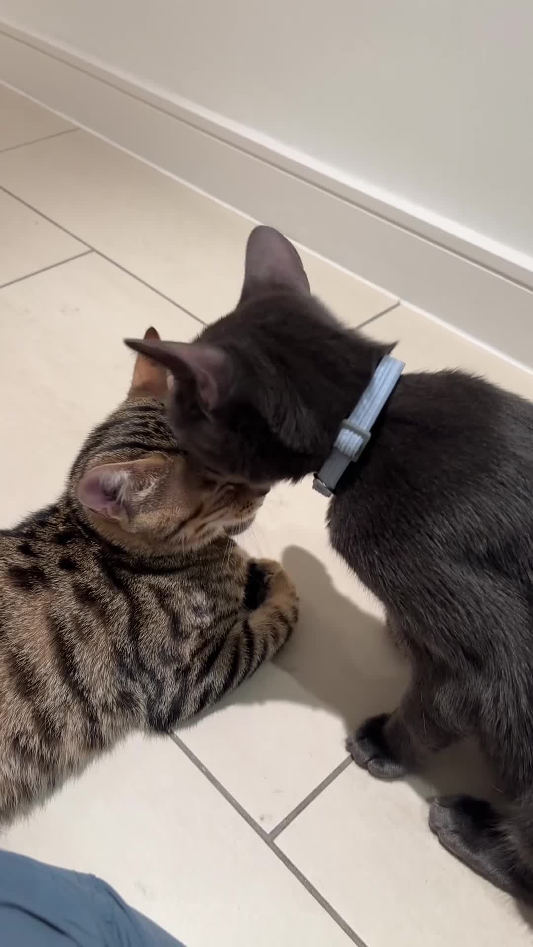 American Shorthair cats for sale: 5 month old kittens in London - Video 1