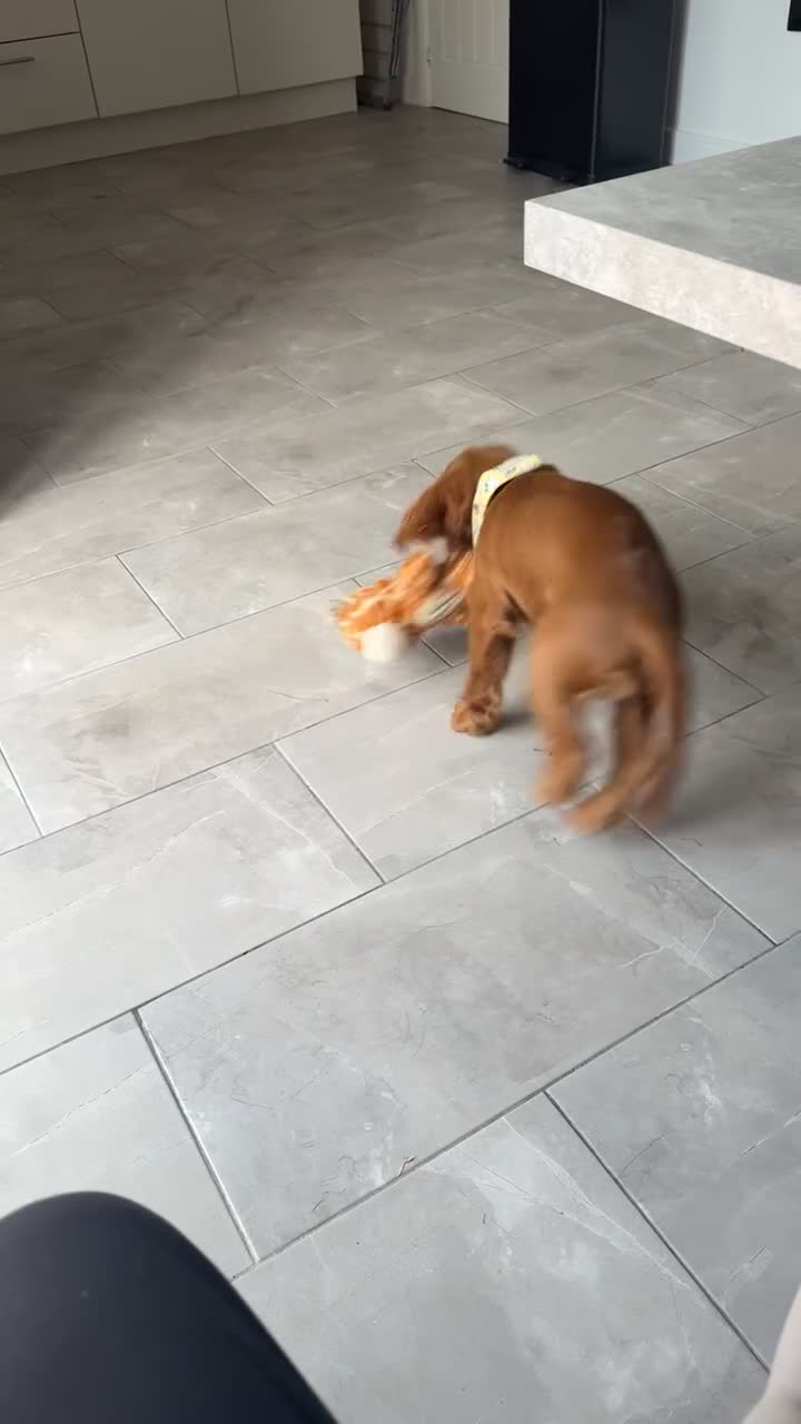 Cockapoo dogs for sale: Reggie  in Cwmbran - Video 1