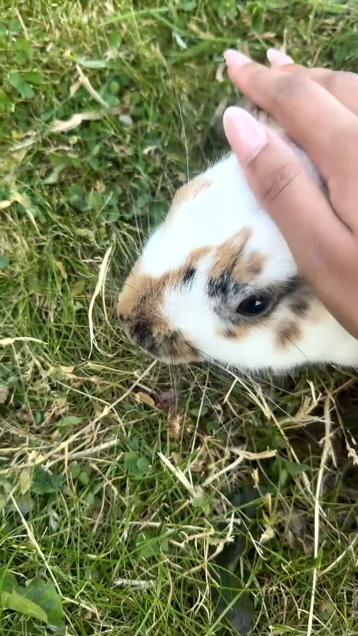 English rabbits for sale: Bunny for sale  in Liverpool - Video 2