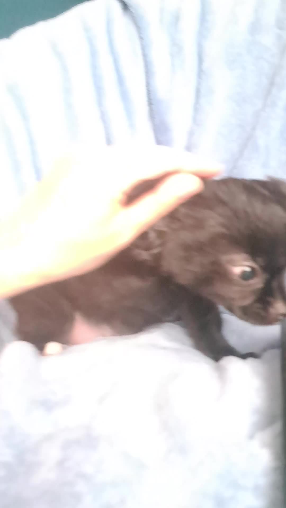 Chihuahua dogs for sale: Meet "Ernesto" last long coat chihuahua puppy - Video 1