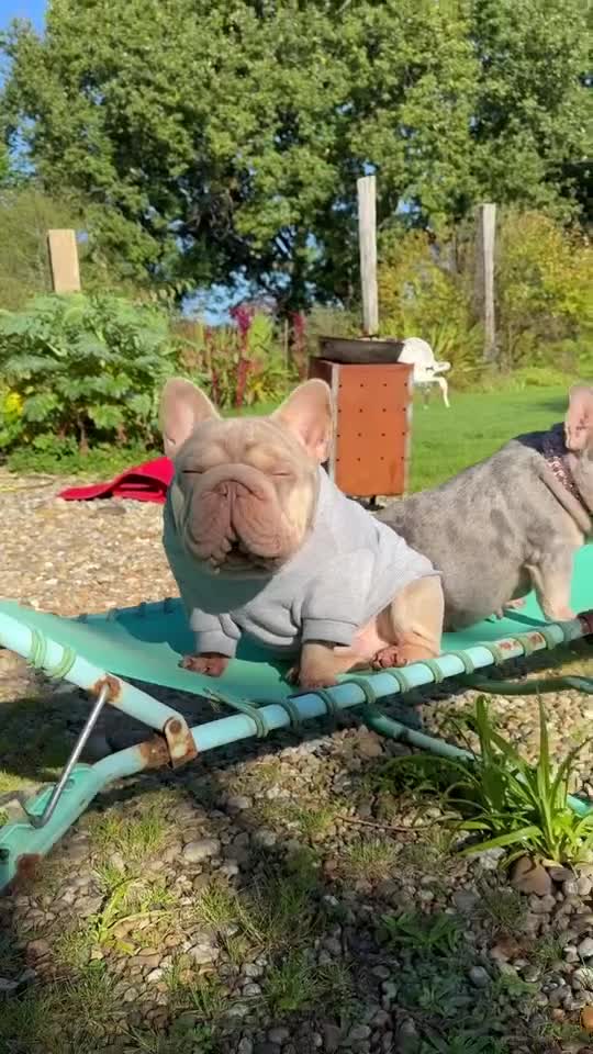 French Bulldog dogs for sale: Kc reg male ** rojo frenchie fluffy carrier - Video 2