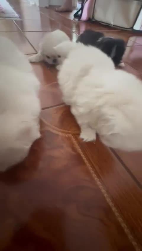 Pekingese dogs for sale: Pekingese puppy (3 girls and 3 boys left) - Video 1