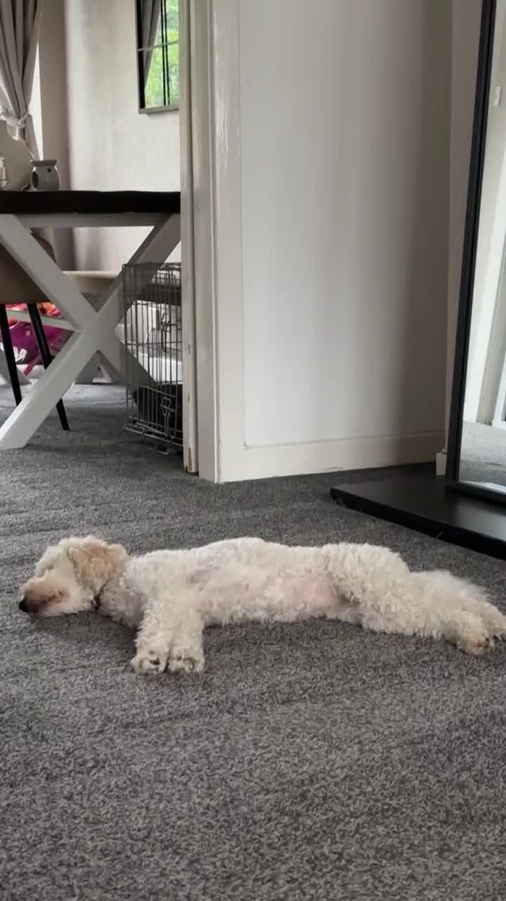 Mixed Breed dogs for sale: Rehoming Cavapoochon - Video 1