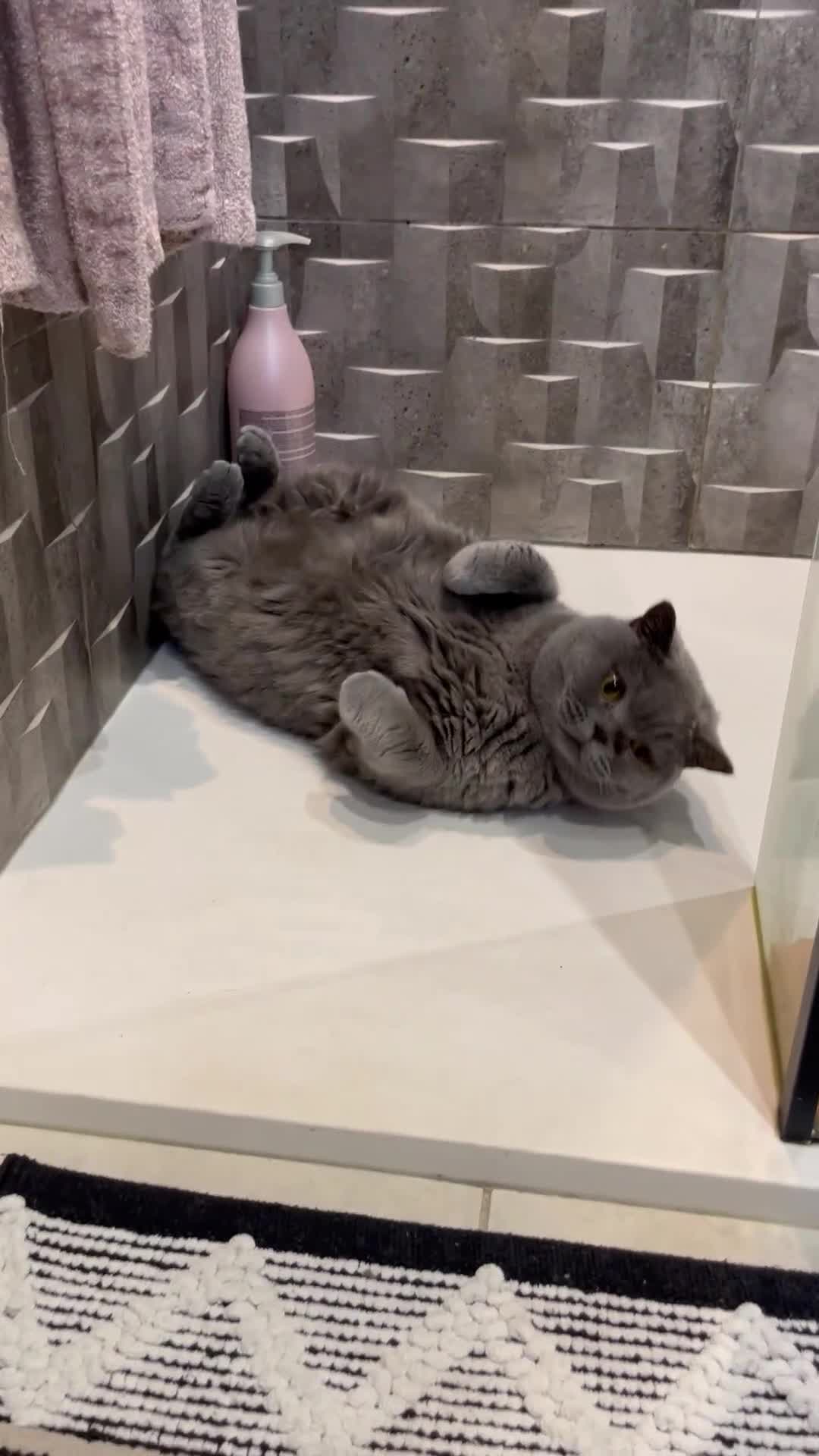 British Shorthair cats for sale: [House Cat] Quiet loving family home for Poppy  - Video 1