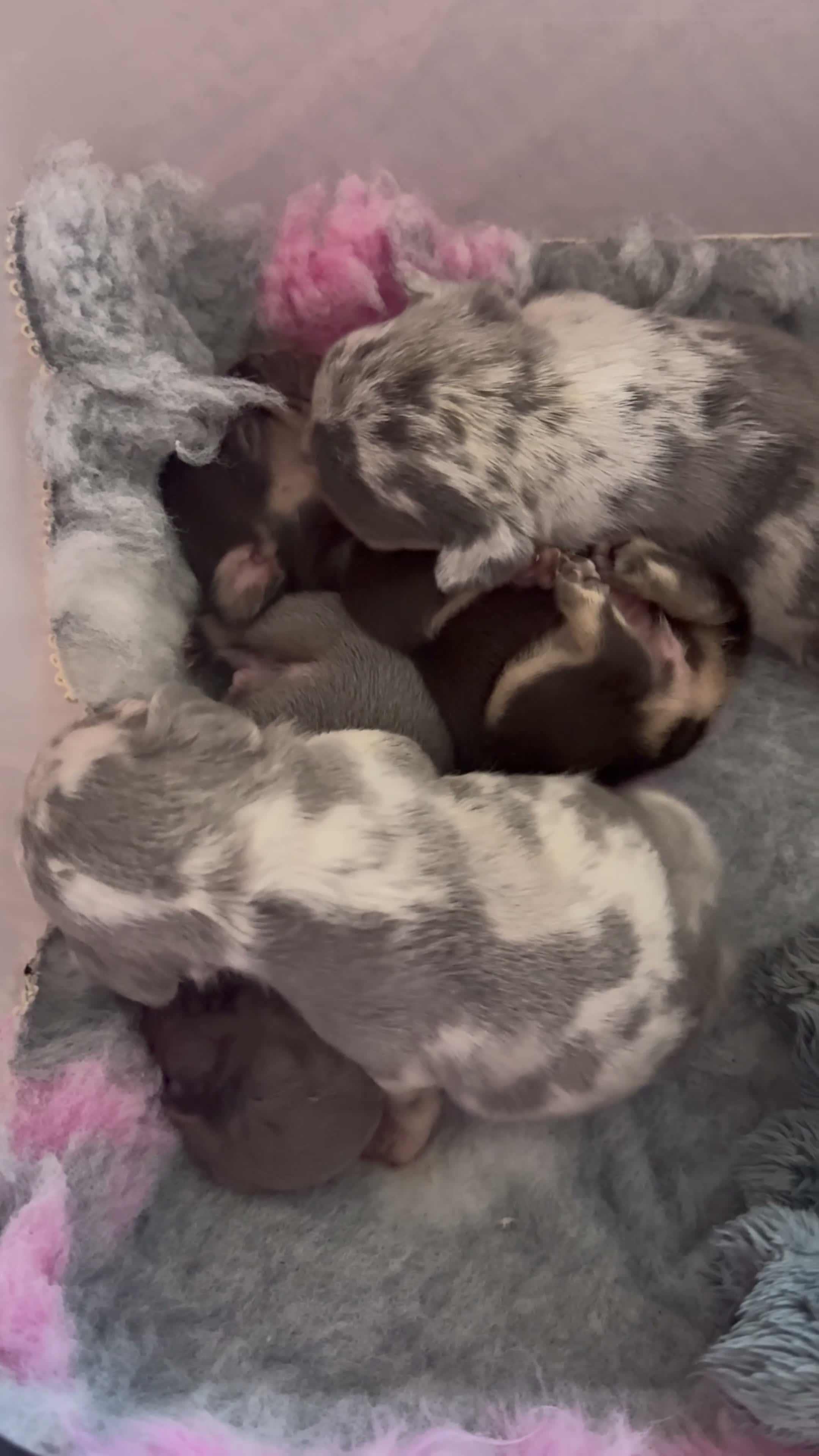 French Bulldog dogs for sale: 🩶🩷Beautiful French Bulldog Puppies🩷🩶 - Video 1