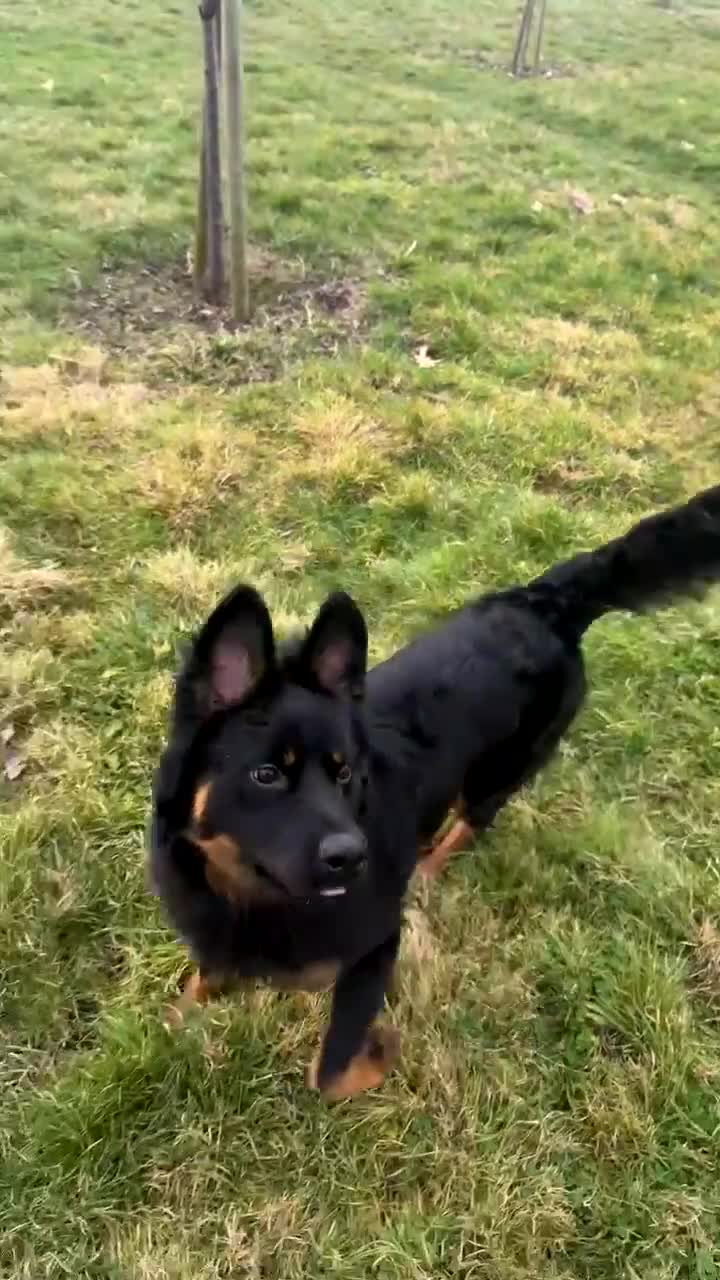 German Shepherd dogs for sale: German shepherd puppy  - Video 1