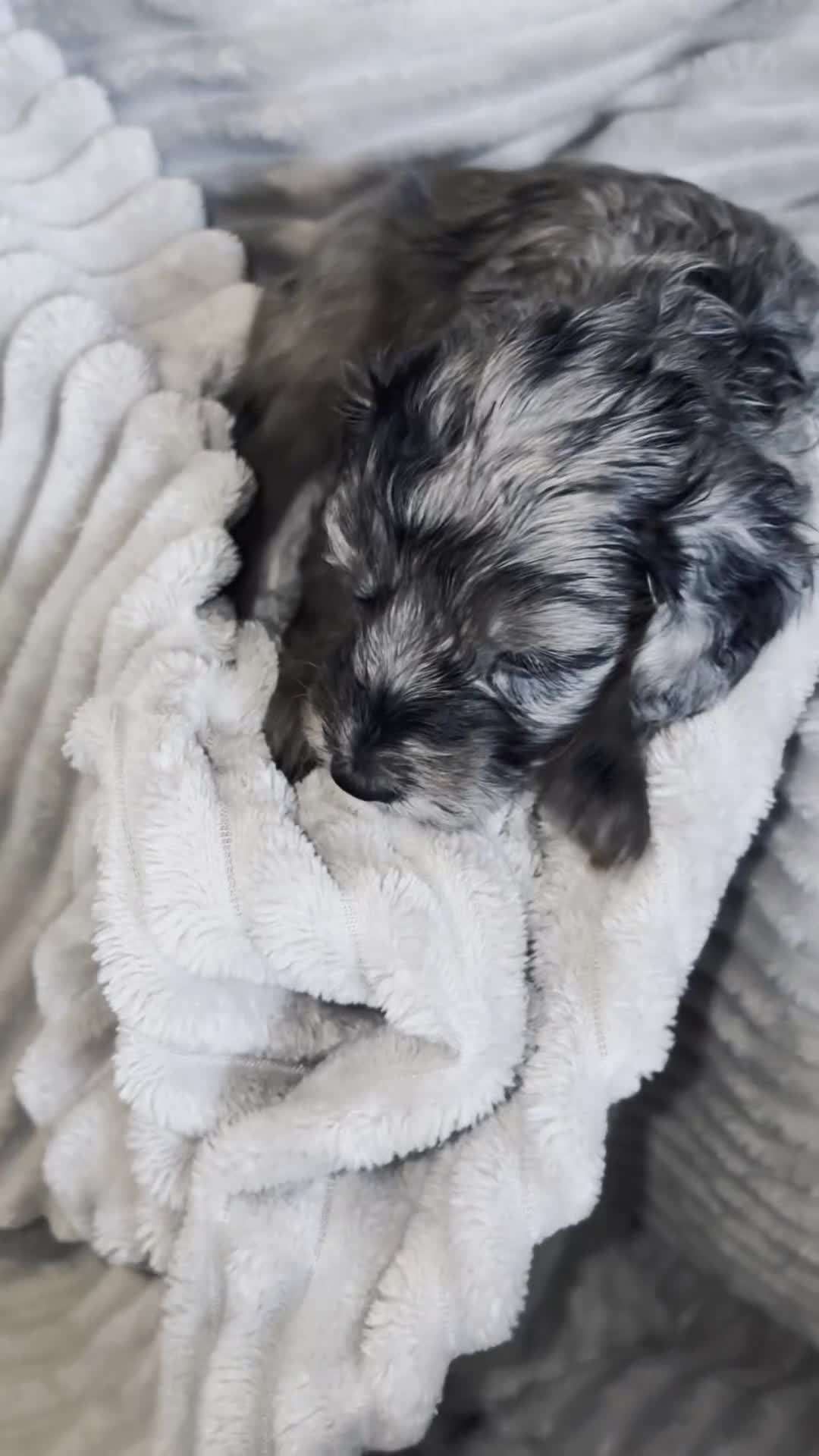 Cockapoo dogs for sale: F1bb mini cockapoo puppies  - Video 1