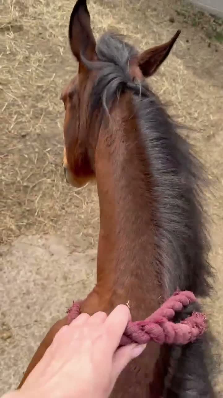 Irish Thoroughbred horses for sale: TB gelding for sale in Bolton - Video 3