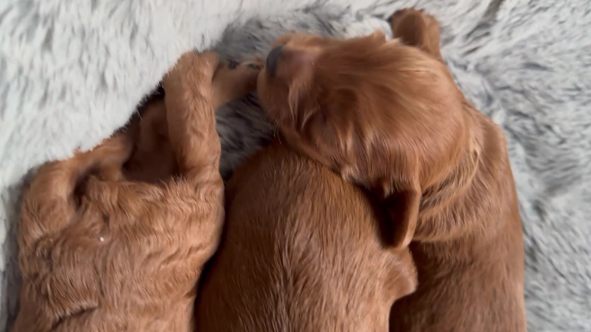 Cockapoo dogs for sale: 2 left Fox Red Stunning F2 Cockapoo  - Video 3