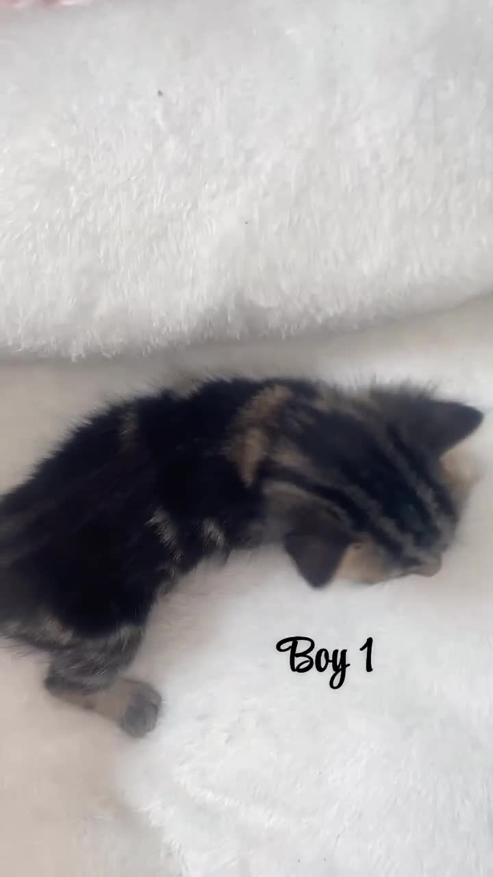 British Shorthair cats for sale: Beautiful kittens  - Video 4