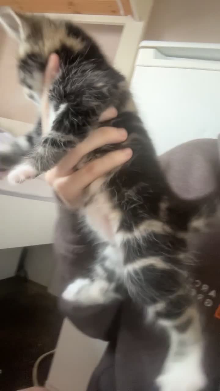 Mixed Breed cats for sale: Kittens for sale - Video 4