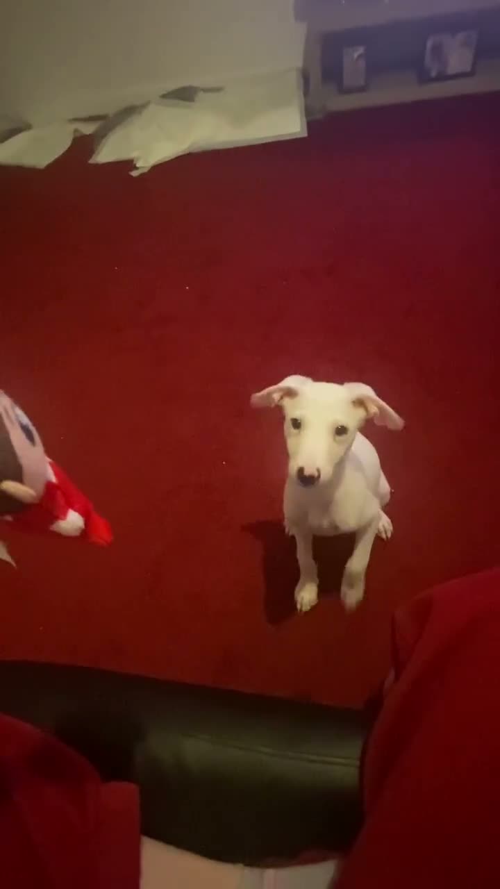 Mixed Breed dogs for sale: Saluki x Dalmatian  in Glasgow - Video 1