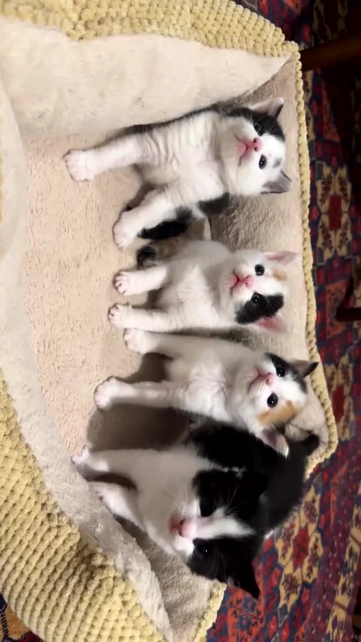 Turkish Van cats for sale: Adorable kittens looking for a home - Video 1
