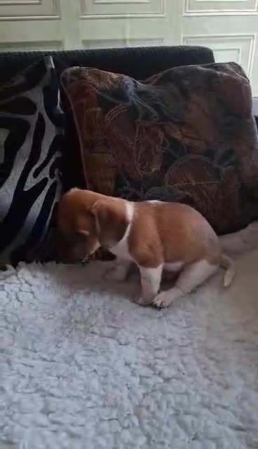 Jackapoo dogs for sale: JACKAPOO READY NOW. - Video 1