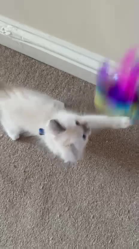 Ragdoll cats for sale: Purebred Ragdol Kitten - DNA Verified 100% - Video 1
