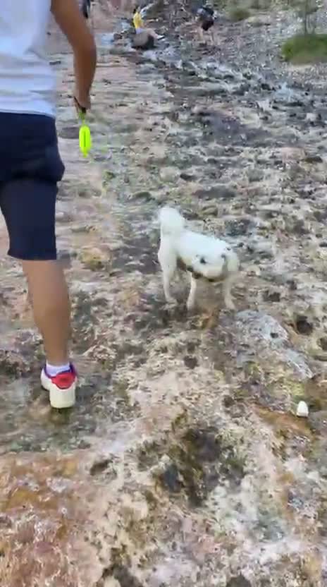 Mixed Breed dogs for adoption: 🤍MICKEY🤍 - A Fluffy Little Boy for a Family🐾 - Video 1