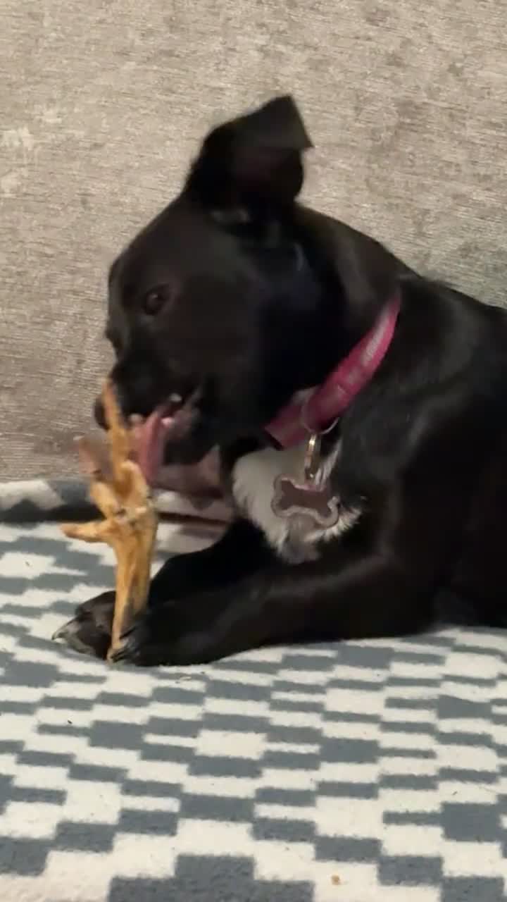 Mixed Breed dogs for sale: Xena- Scottishterrier x jackahuahua - Video 1