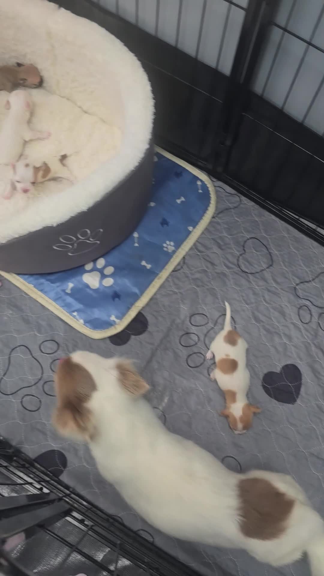 Chihuahua dogs for sale:  **  chihuahuas  - Video 1