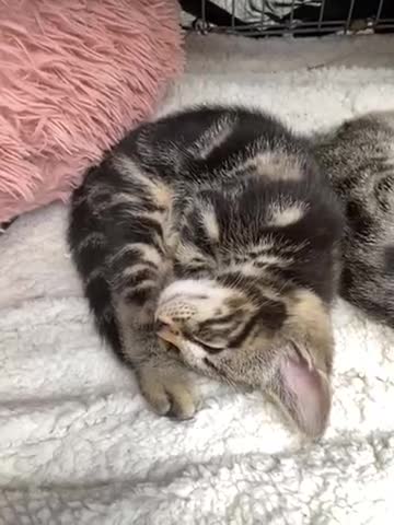 Bengal cats for sale:  Bengal kittens, ready to go! ❤️🏡 - Video 1