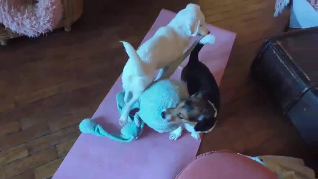 Mixed Breed dogs for adoption: Kira for adoption - Video 2